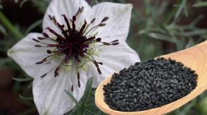 Nigella Sativa – The Magic Plant That Heals Everything Except Death