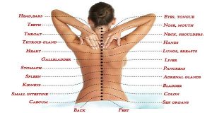The Real Cause Of Pain – How The Spine Is Connected With All Organs