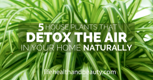 According to NASA These 5 Plants Are Oxygen Bombs – Have At Least One Of Them To Clean The Air At Your Home