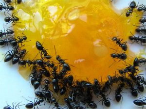 How To Eliminate Ants At Home Naturally